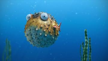 Render Puffer Fish Art Bubbles Funny Ocean Blue HD