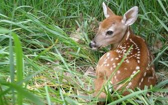 Fawn Wallpaper Animal Lovers