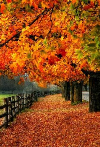 Wallpaper iPhone Autumn