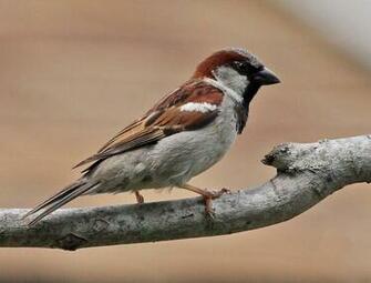 Sparrow Bird High Resolution Full HD Wallpaper