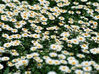 Spring Wallpaper High Definition
