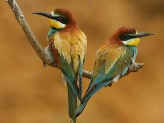 Birds Wallpaper Desktop Birdsdesktop Background