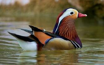 Pin Drake Waterfowl Wallpaper