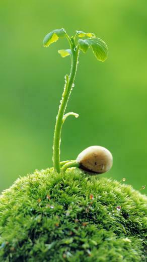 Saplings Top iPhone Wallpaper