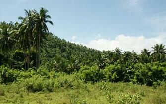 Palm Trees Wallpaper Hills With Blue Sky Background