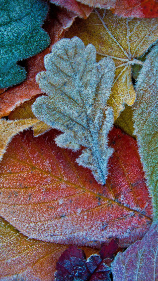 Fall Leaves iPhone Wallpaper