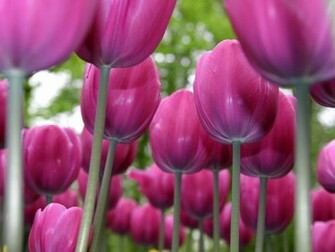 Wallpaper Tulip Gallery