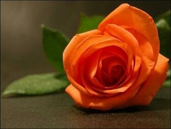 Orange Rose Wallpaper HD