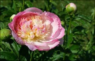 Pretty Peony By Jerseygurl Caedes Desktop Wallpaper