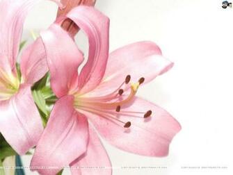 Lilies Wallpaper