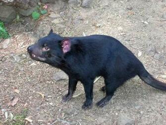 Tasmanian Desktop Devil Buggs Find Warner Ferguson Disney