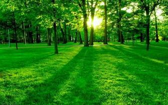 All Wall Wallpaper Eye Soothing Natural Green