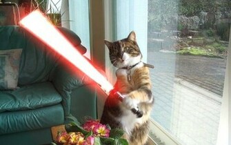 Blackberry iPad Sith Lightsaber Cat Screensaver For Kindle3 And Dx