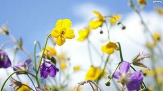 Spring Flowers Wallpaper