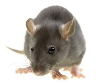 Funny Rat Isolated On White Background Call Scotlands