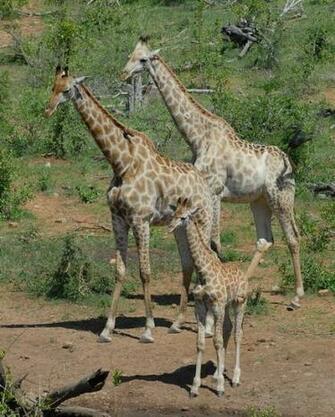 Cute Baby Giraffe Wallpaper