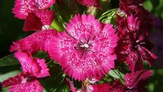 Beautiful Flowers Full HD Wallpaper