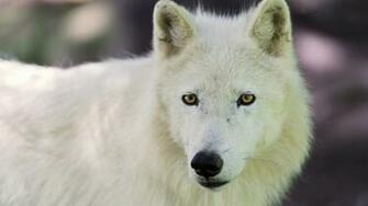 Wallpaper Arctic Wolf Dog Muzzle Laptop