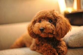 Poodle Wallpaper