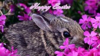 Easter Bunny Wallpaper Holiday