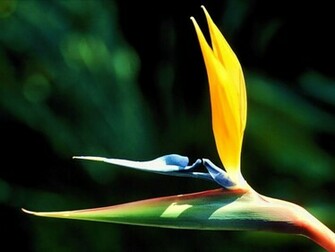 Birds Of Paradise Wallpaper