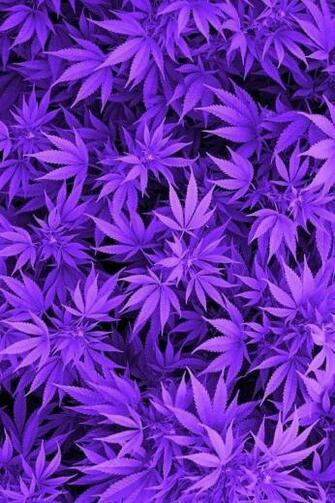 Purple Haze It S My House And I Live Here Wallpaper