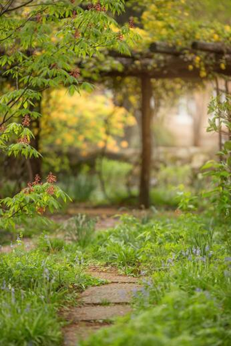 Summer Spring Flower Field Digital Background Backdrops For