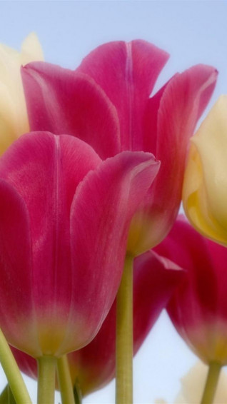 Lovely Pink Tulips HD Wallpaper For iPhone