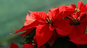 Poinsettia Wallpaper