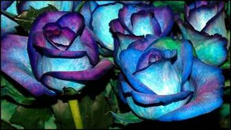 Sfondo Rose Blu HD X Widescreen