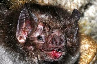 Vampire Bat Pictures Wallpaper Of