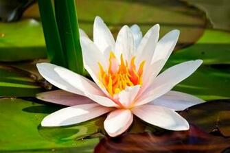 Lotus Flower HD Wallpaper High Definition iPhone