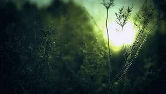 Green Blur X Macro Photography Miriadna
