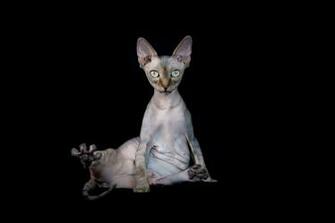 Sphynx Cat Wallpaper 4k Wallpaperexpert