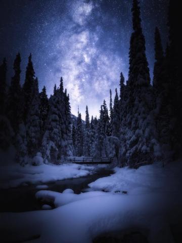 Night Forest Pictures Image