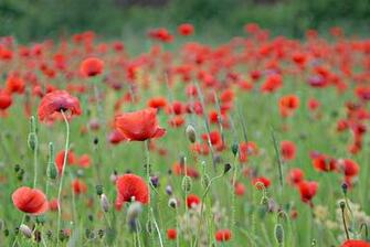 Poppy Computer Wallpaper Desktop Background Id