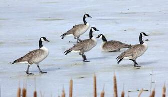 Canada Goose Photos Wallpaper The Fun Bank