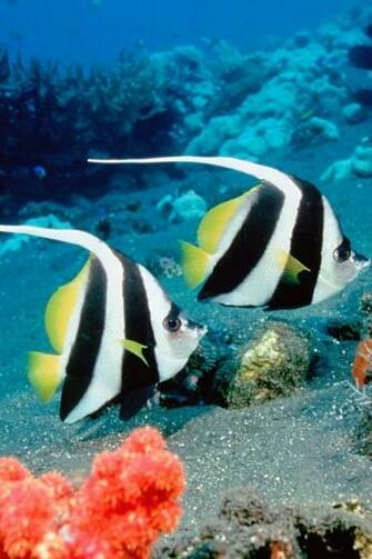 Nice iPhone Fish Wallpaper I Phones