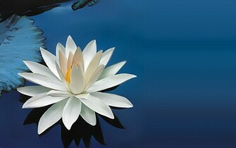 Lotus Flowers Wallpaper HD Topwallpaper