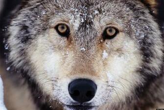 Political Meddling Endangered Species Act Trouble