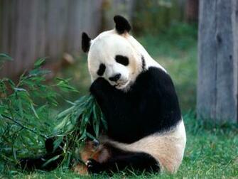 Beautiful Wallpaper Panda Bear