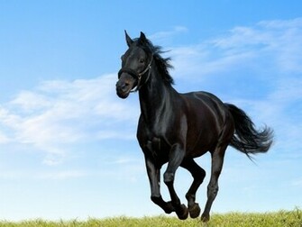 Beautiful Arabian Horse Wallpaper Daily Background In HD