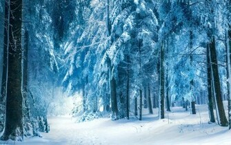 Snow Forest Wallpaper Grasscloth