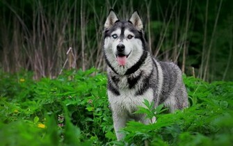 Sibirya Kurdu Siberian Husky Nas L Bir K Pektir Zellikleri