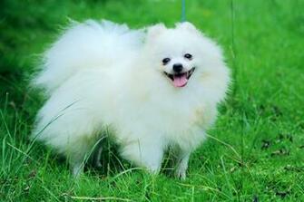 Pomeranian White HD Wallpaper
