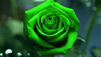 Green Rose Wallpaper Pictures Image