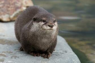 Cute Otter Livedoor Img Jp