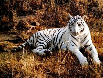 Tiger Wallpaper