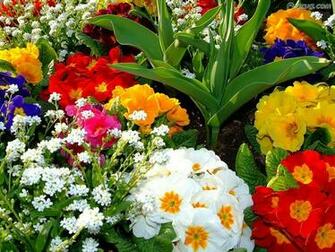 Funzug Beautiful Colorful Flowers Wallpaper