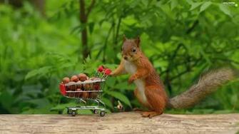 Funny Nuts Squirrel Basket For Phone Wallpaper